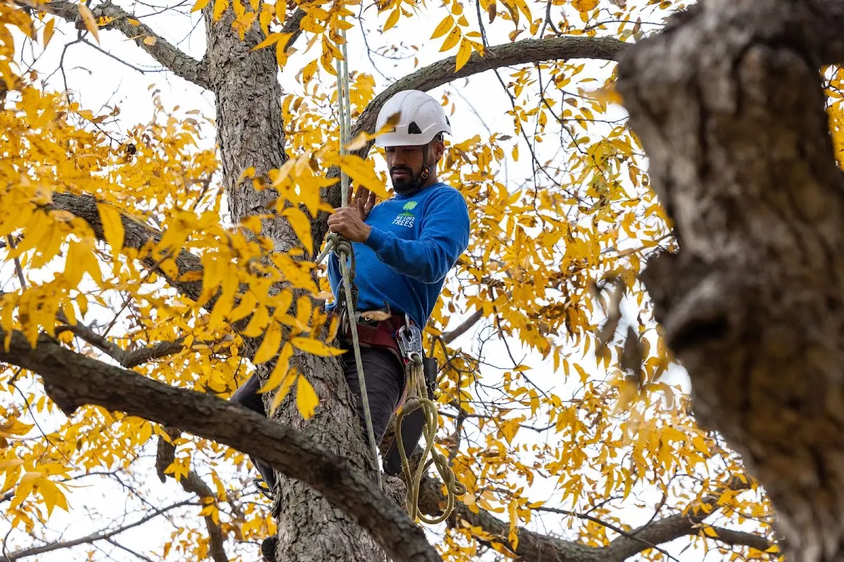 Skilled Tree Pruning crew working in Cucumber